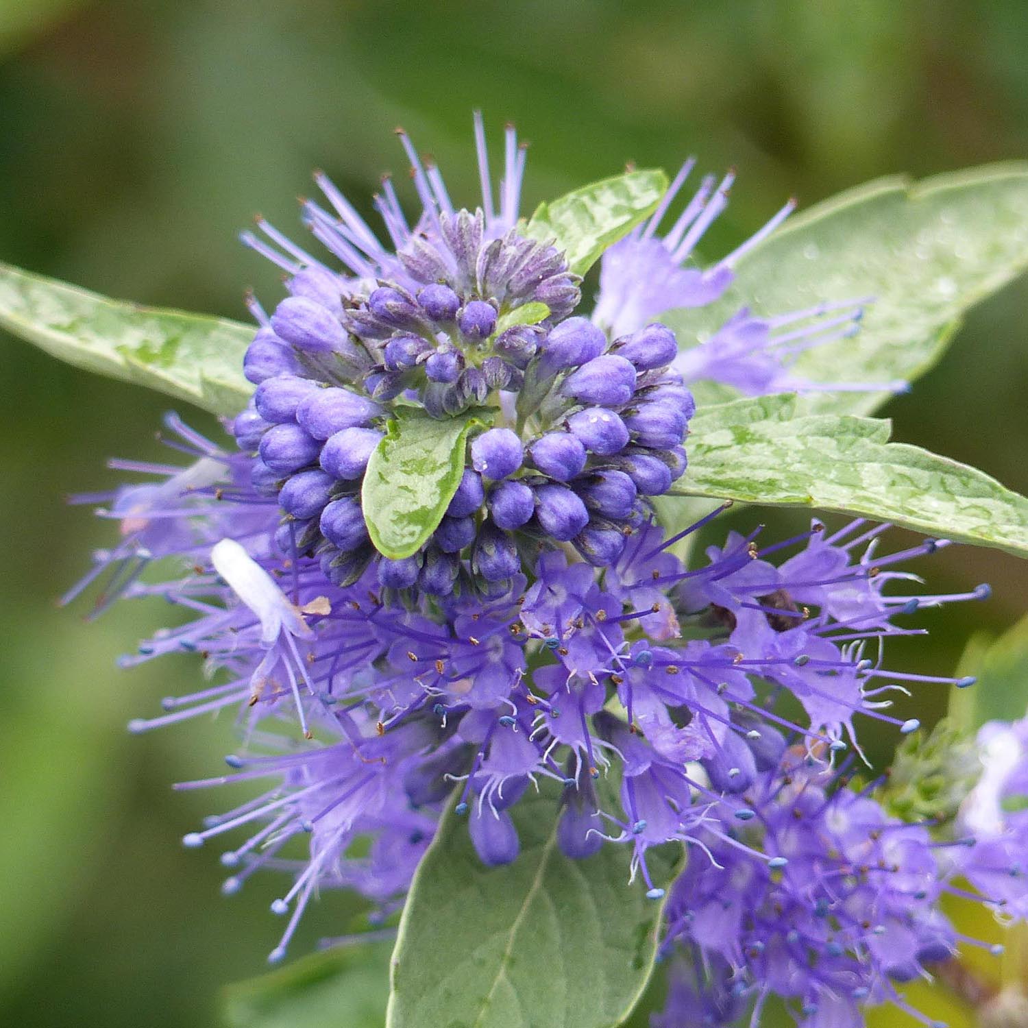 Barba Albastra (Caryopteris) Heavenly Blue, arbust cu flori albastre, melifer, soare plina, rezistent la seceta - Image 5