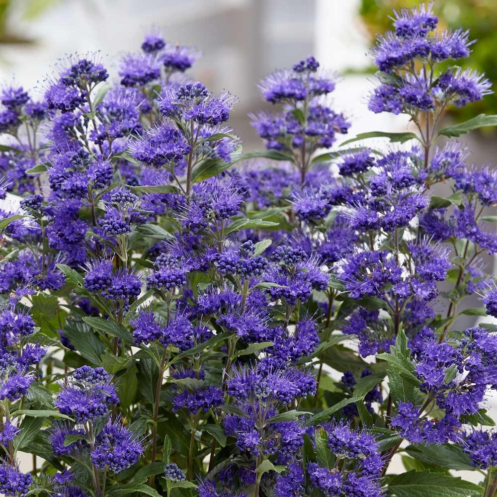 Barba Albastra (Caryopteris) Heavenly Blue, arbust cu flori albastre, melifer, soare plina, rezistent la seceta - Image 9