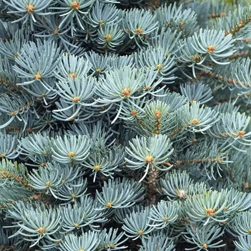Brad Alb (Abies Concolor Blue Cloak), conifer decorativ albastru-argintiu plangator, vesnic verde, pentru gradinii mici - Image 11