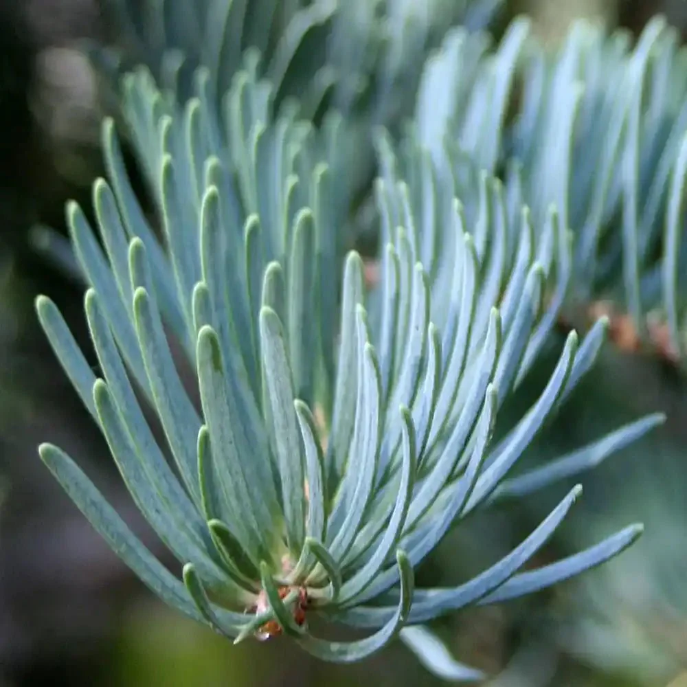 Brad Alb (Abies Concolor Blue Cloak), conifer decorativ albastru-argintiu plangator, vesnic verde, pentru gradinii mici - Image 12
