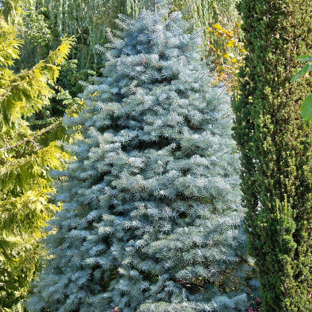 Brad Alb (Abies Concolor Blue Cloak), conifer decorativ albastru-argintiu plangator, vesnic verde, pentru gradinii mici - Image 3