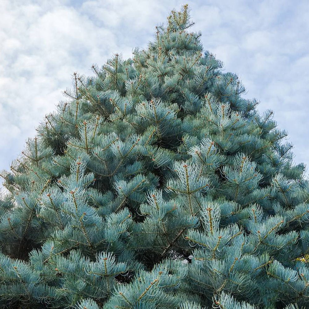 Brad Alb (Abies Concolor Blue Cloak), conifer decorativ albastru-argintiu plangator, vesnic verde, pentru gradinii mici - Image 4