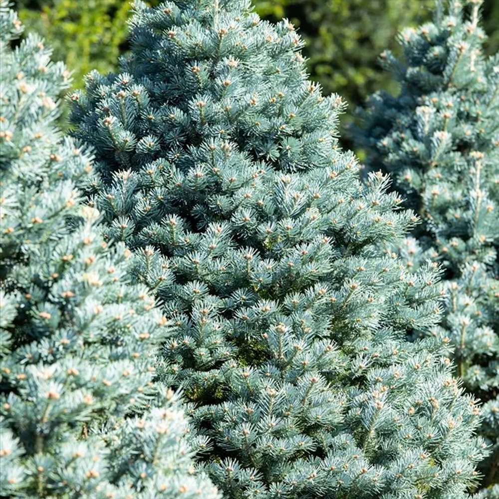Brad Alb (Abies Concolor Blue Cloak), conifer decorativ albastru-argintiu plangator, vesnic verde, pentru gradinii mici - Image 5