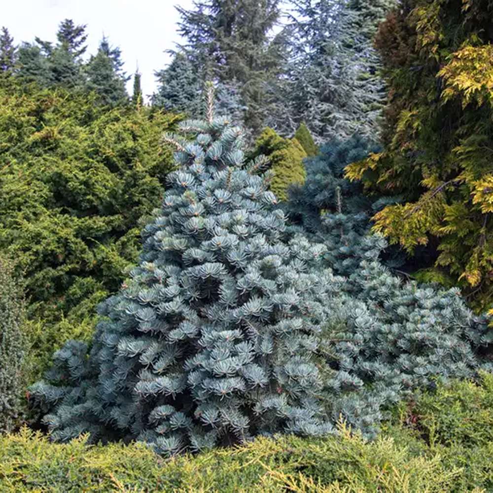 Brad Alb (Abies Concolor Blue Cloak), conifer decorativ albastru-argintiu plangator, vesnic verde, pentru gradinii mici - Image 6