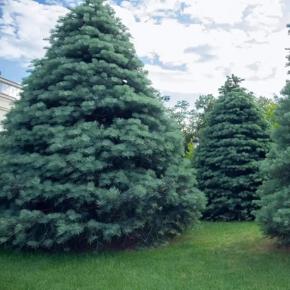 Brad Alb (Abies Concolor Blue Cloak), conifer decorativ albastru-argintiu plangator, vesnic verde, pentru gradinii mici - Image 7