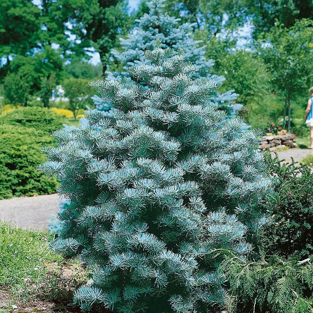 Brad Alb (Abies Concolor Blue Cloak), conifer decorativ albastru-argintiu plangator, vesnic verde, pentru gradinii mici - Image 8