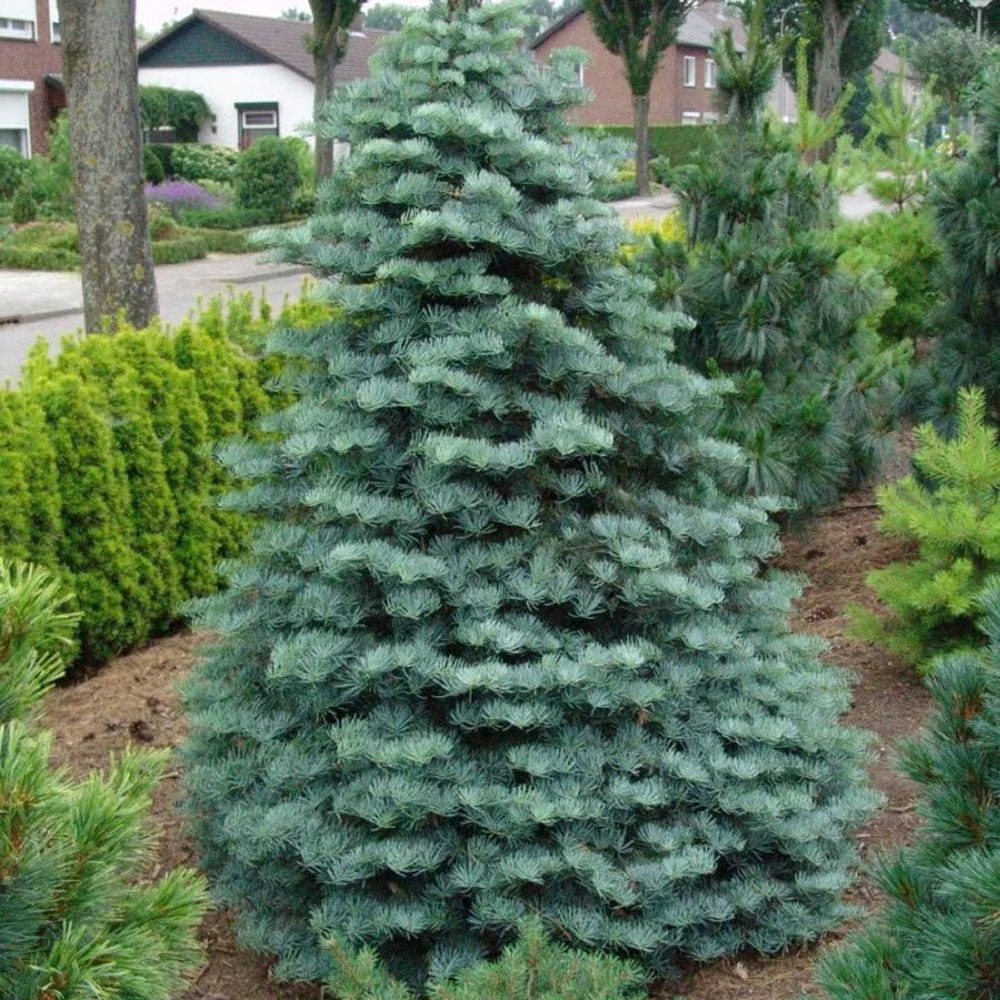 Brad Alb (Abies Concolor Blue Cloak), conifer decorativ albastru-argintiu plangator, vesnic verde, pentru gradinii mici - Image 9