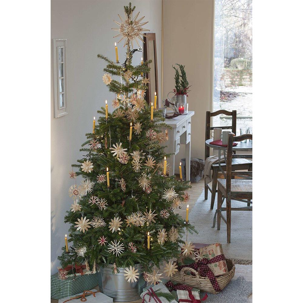 Brad Corean (Abies Koreana), cu conuri purpurii albastre, brad perfect de craciun - Image 8