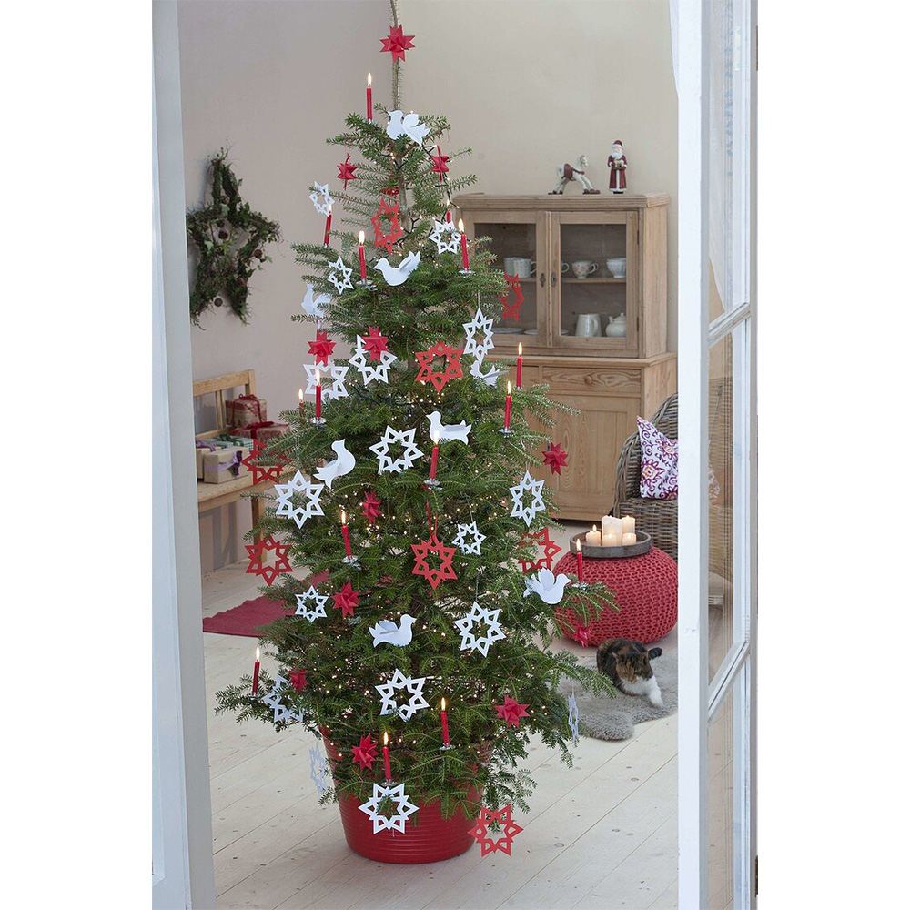 Brad Corean (Abies Koreana), cu conuri purpurii albastre, brad perfect de craciun - Image 9