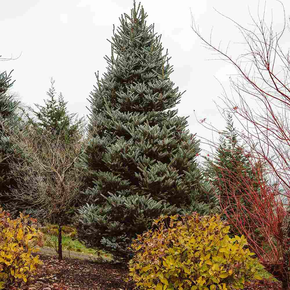 Brad Corean argintiu (Abies) Silberlocke, brad ornamental, conuri decoratove violet, ace rasucite argintii - Image 4