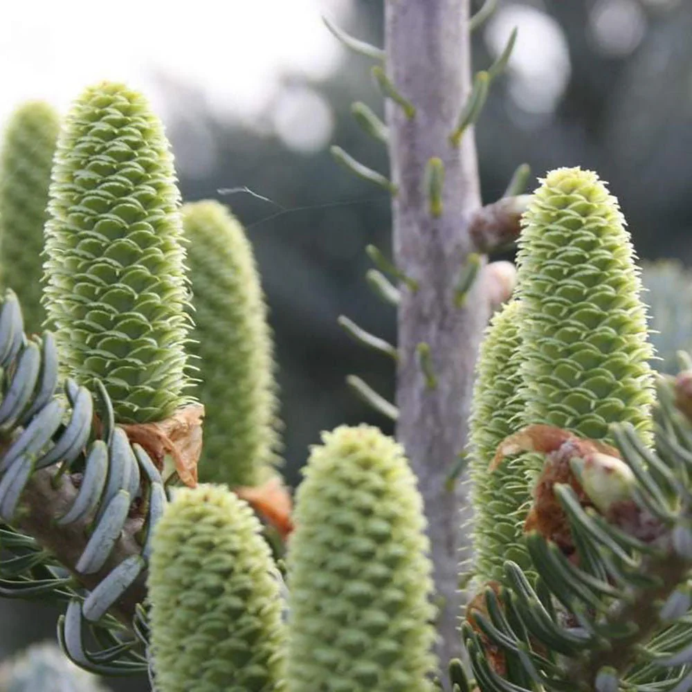 Brad Corean argintiu (Abies) Silberlocke, brad ornamental, conuri decoratove violet, ace rasucite argintii - Image 5