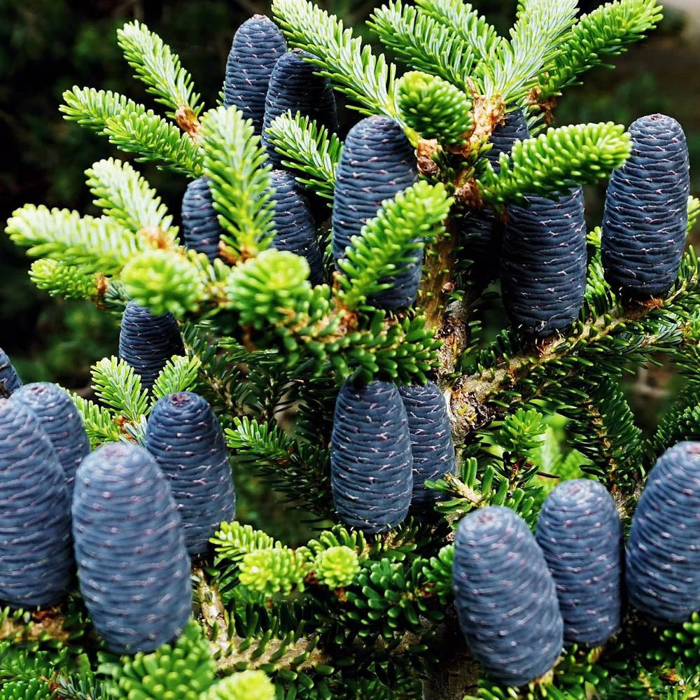 Brad Corean argintiu (Abies) Silberlocke, brad ornamental, conuri decoratove violet, ace rasucite argintii - Image 6
