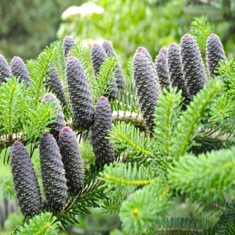 Brad Corean argintiu (Abies) Silberlocke, brad ornamental, conuri decoratove violet, ace rasucite argintii - Image 7
