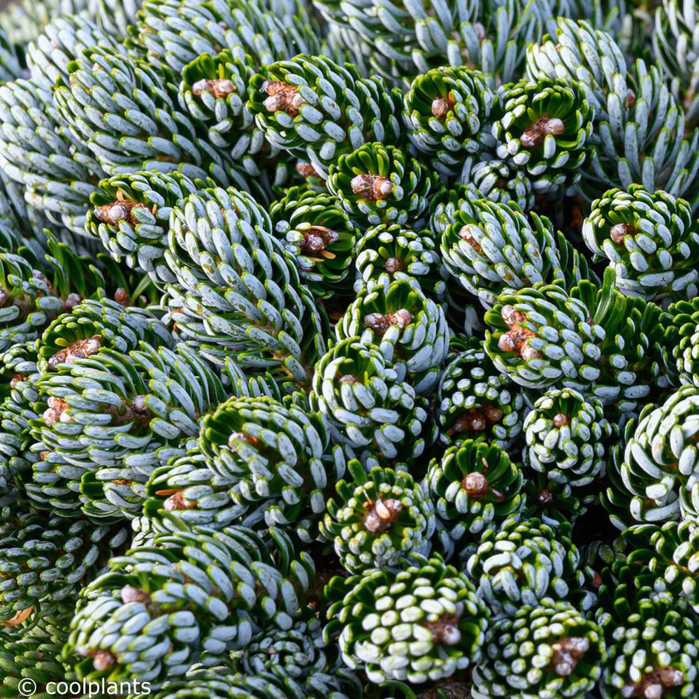 Brad Corean Blue Emperor (Abies), cu ace albastre-argintii - Image 3