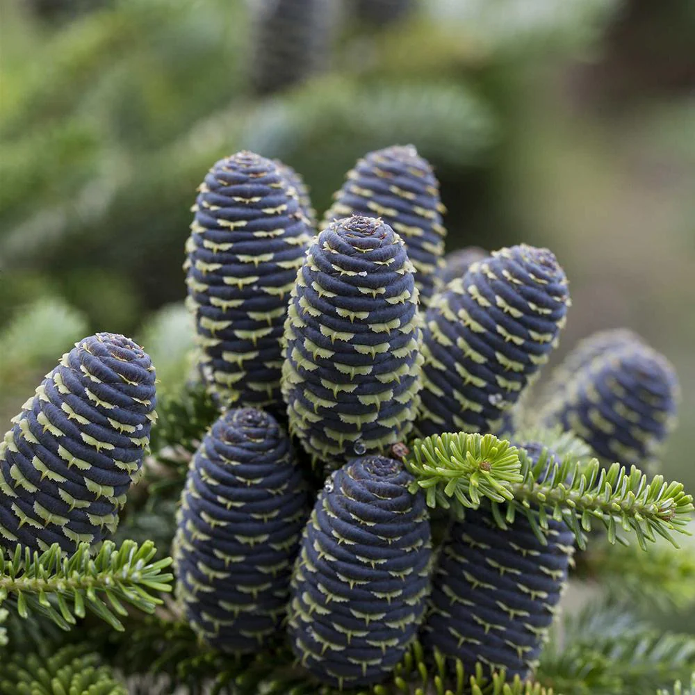 Brad Corean Blue Emperor (Abies), cu ace albastre-argintii - Image 5