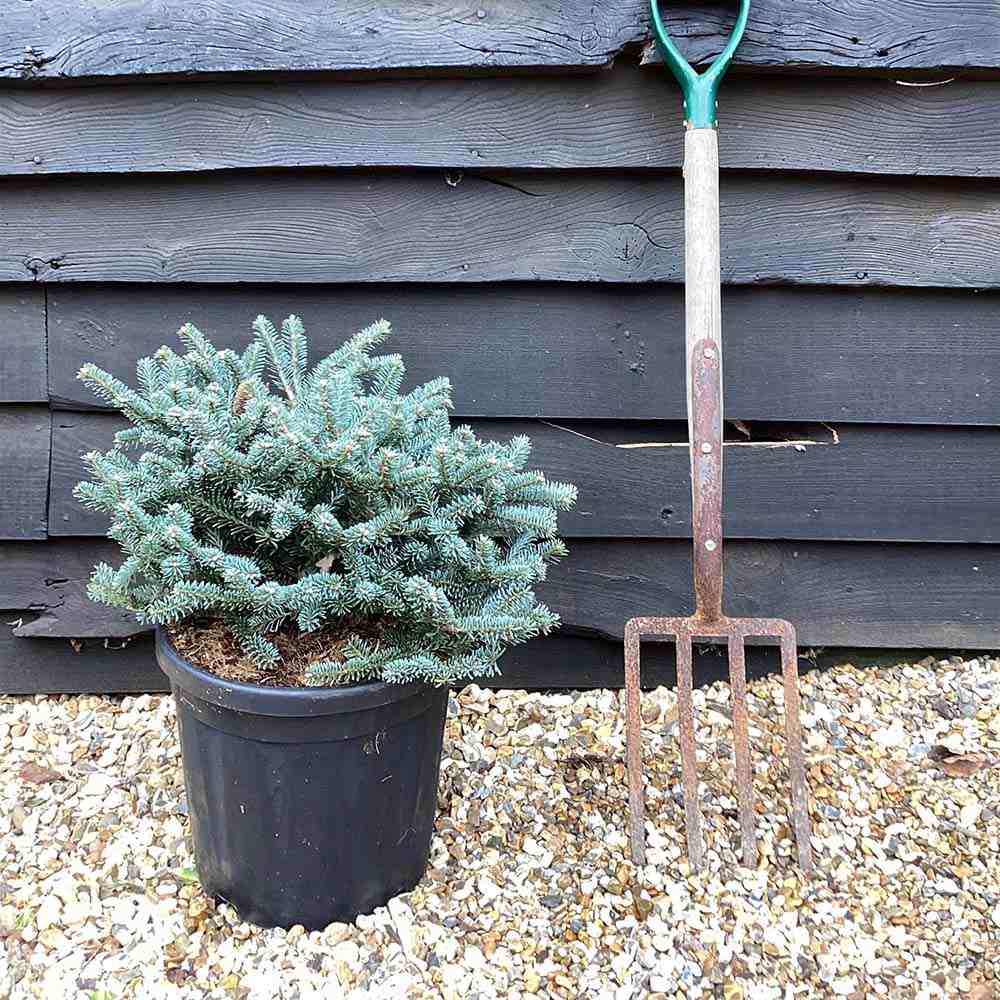 Brad Corean Blue Emperor (Abies), cu ace albastre-argintii - Image 6