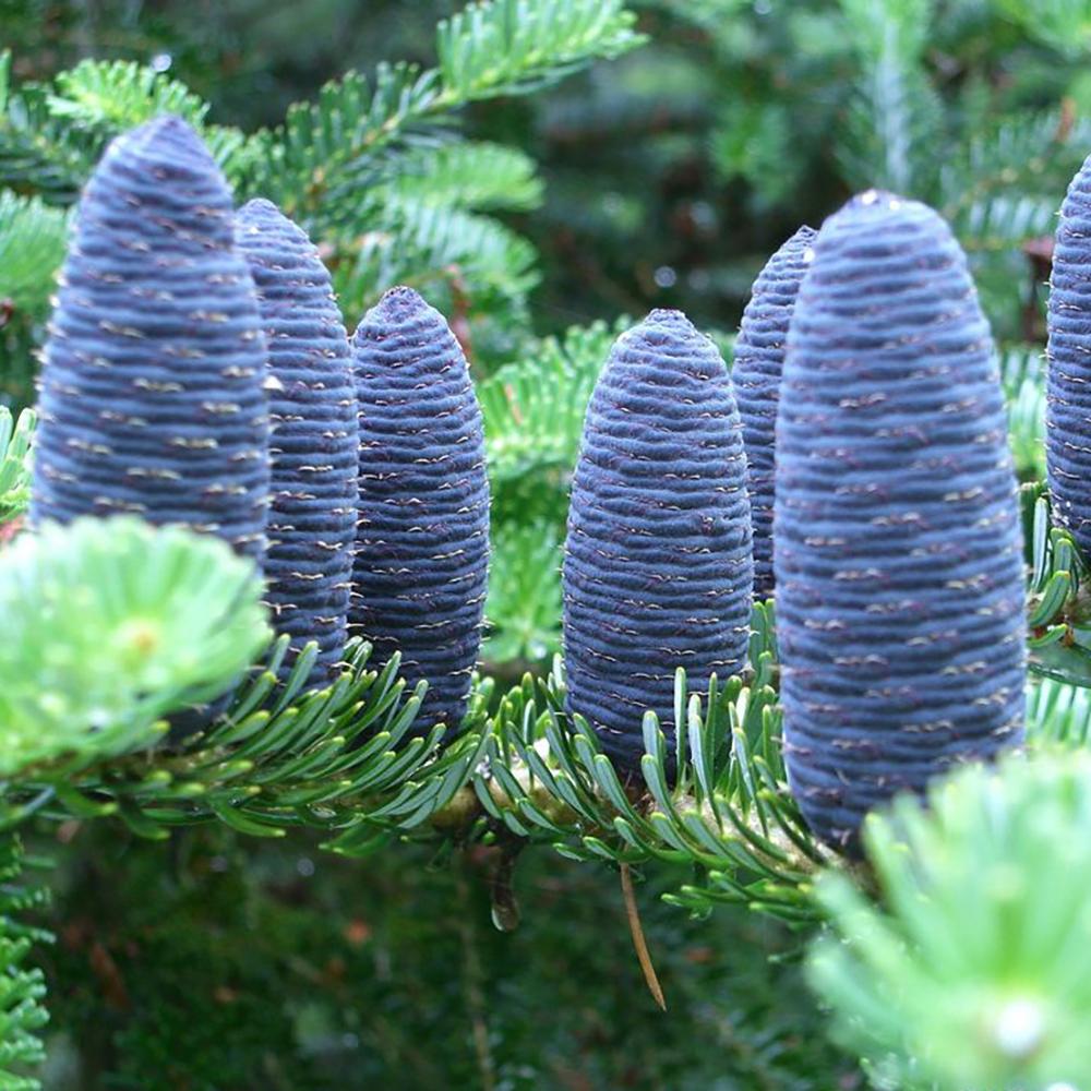 Brad Corean Blue Emperor (Abies), cu ace albastre-argintii - Image 7