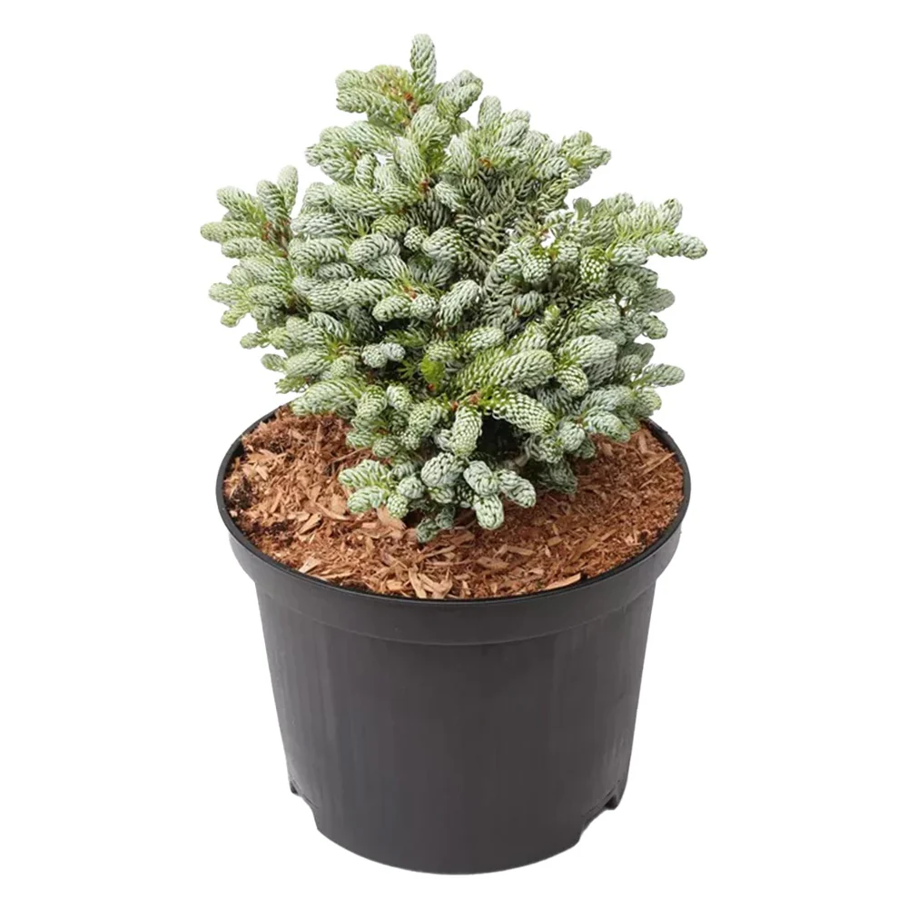 Brad Corean Kohouts Icebreaker (Abies), cu ace argintii-albastrui - Image 10