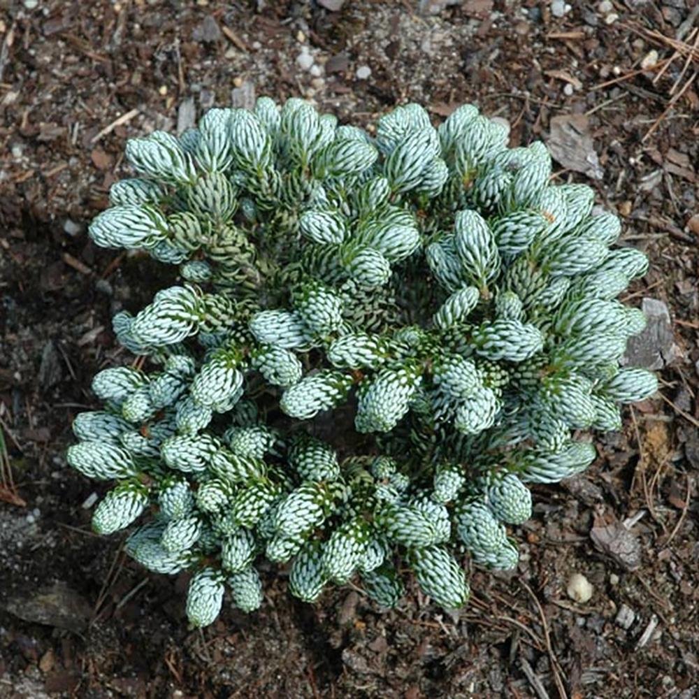 Brad Corean Kohouts Icebreaker (Abies), cu ace argintii-albastrui - Image 11