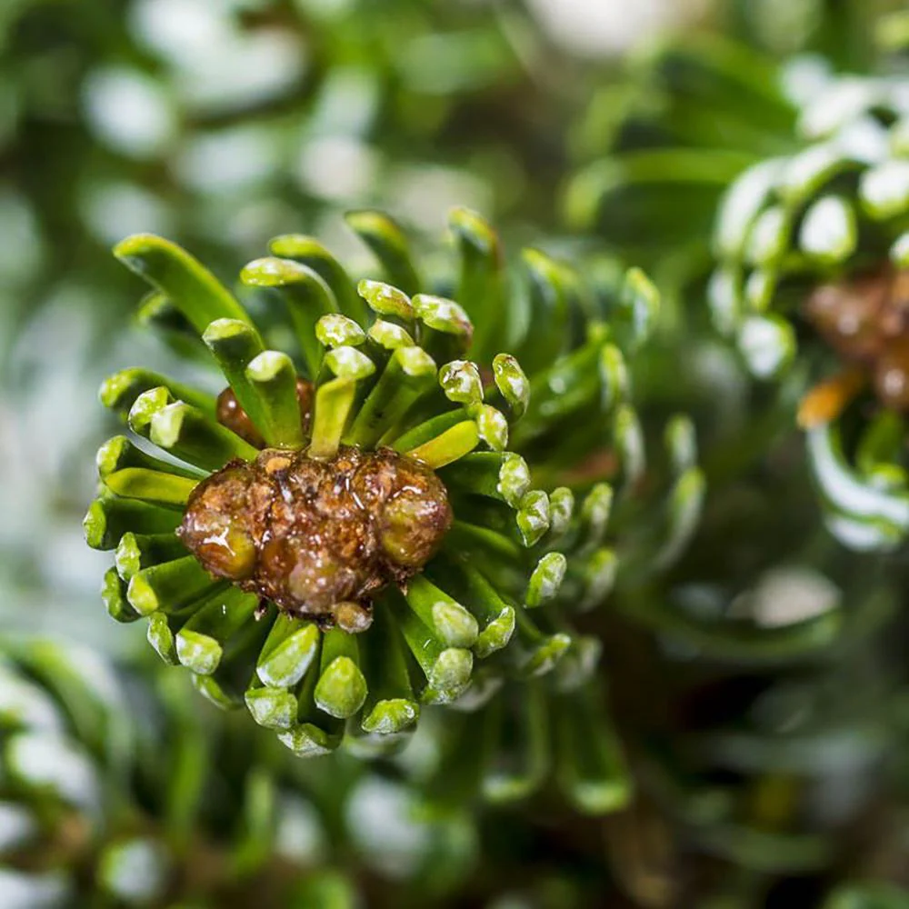 Brad Corean Kohouts Icebreaker (Abies), cu ace argintii-albastrui - Image 12