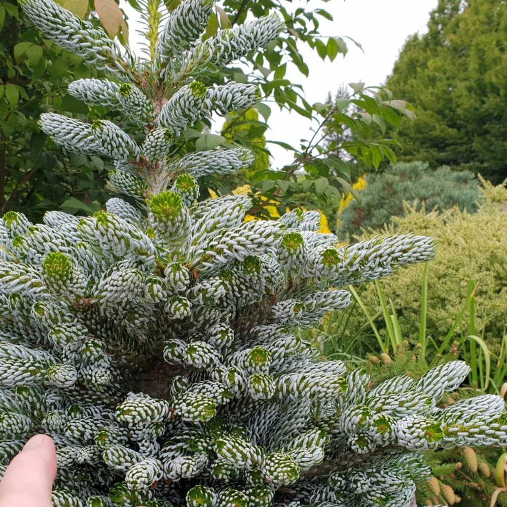 Brad Corean Kohouts Icebreaker (Abies), cu ace argintii-albastrui - Image 3