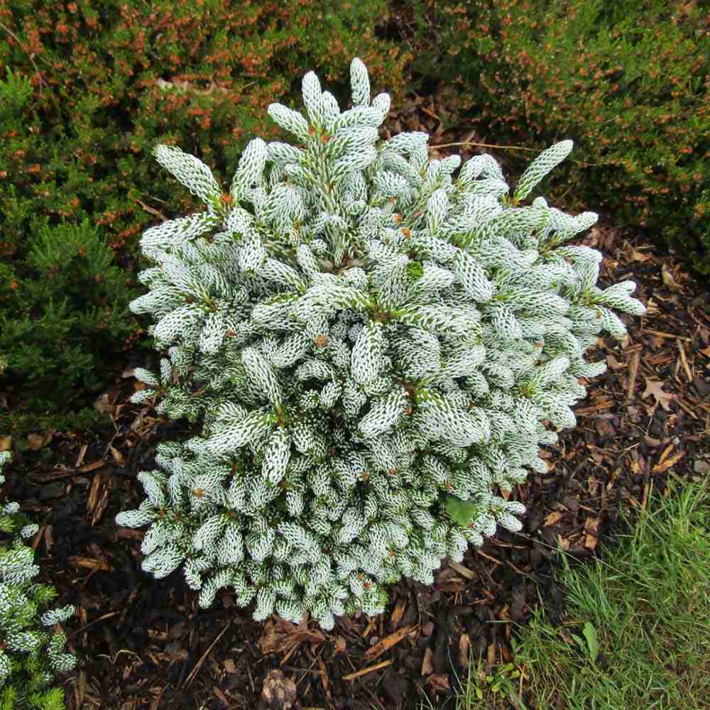 Brad Corean Kohouts Icebreaker (Abies), cu ace argintii-albastrui - Image 5