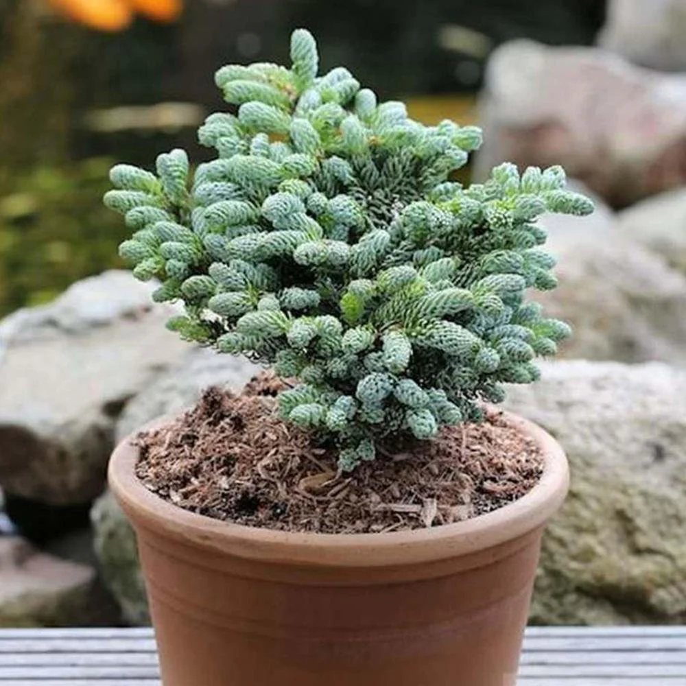 Brad Corean Kohouts Icebreaker (Abies), cu ace argintii-albastrui - Image 6