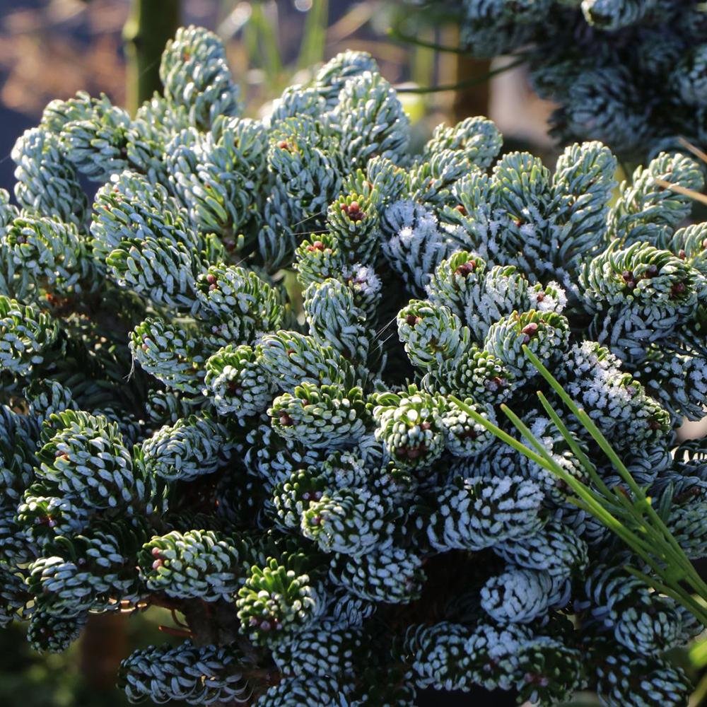 Brad Corean Kohouts Icebreaker (Abies), cu ace argintii-albastrui - Image 8
