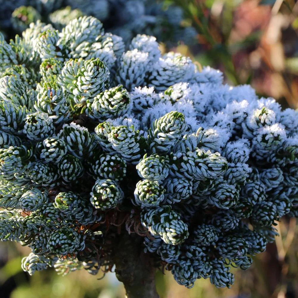 Brad Corean Kohouts Icebreaker (Abies), cu ace argintii-albastrui - Image 9