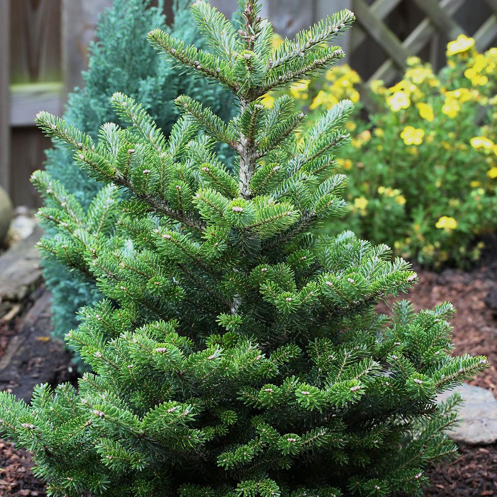 Brad Corean Molli - Image 3