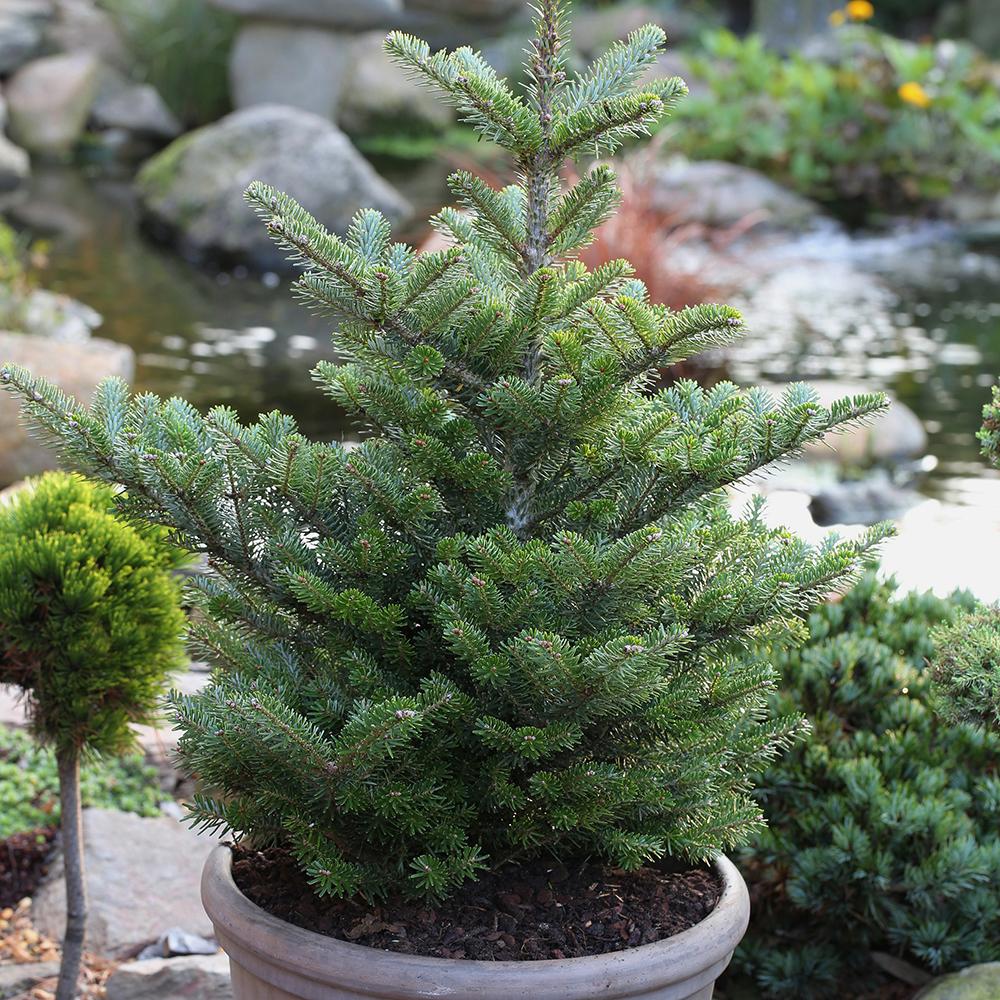 Brad Corean Molli - Image 4