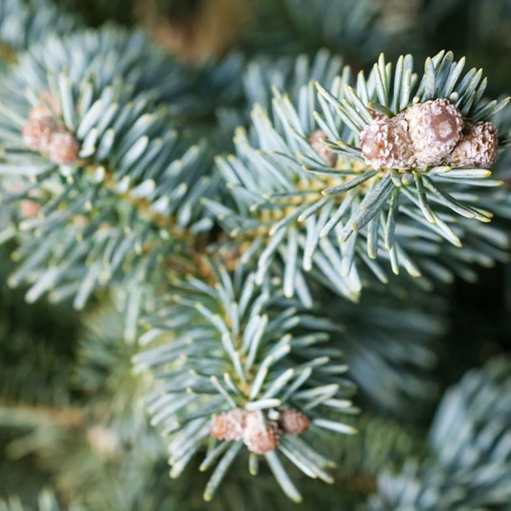 Brad de Arizona Pitic - Image 3