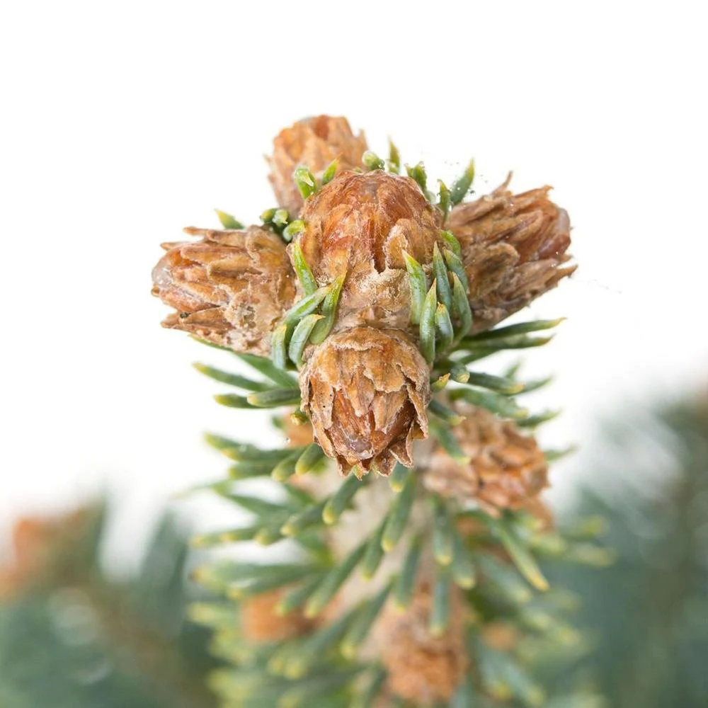 Brad de Arizona Pitic - Image 4