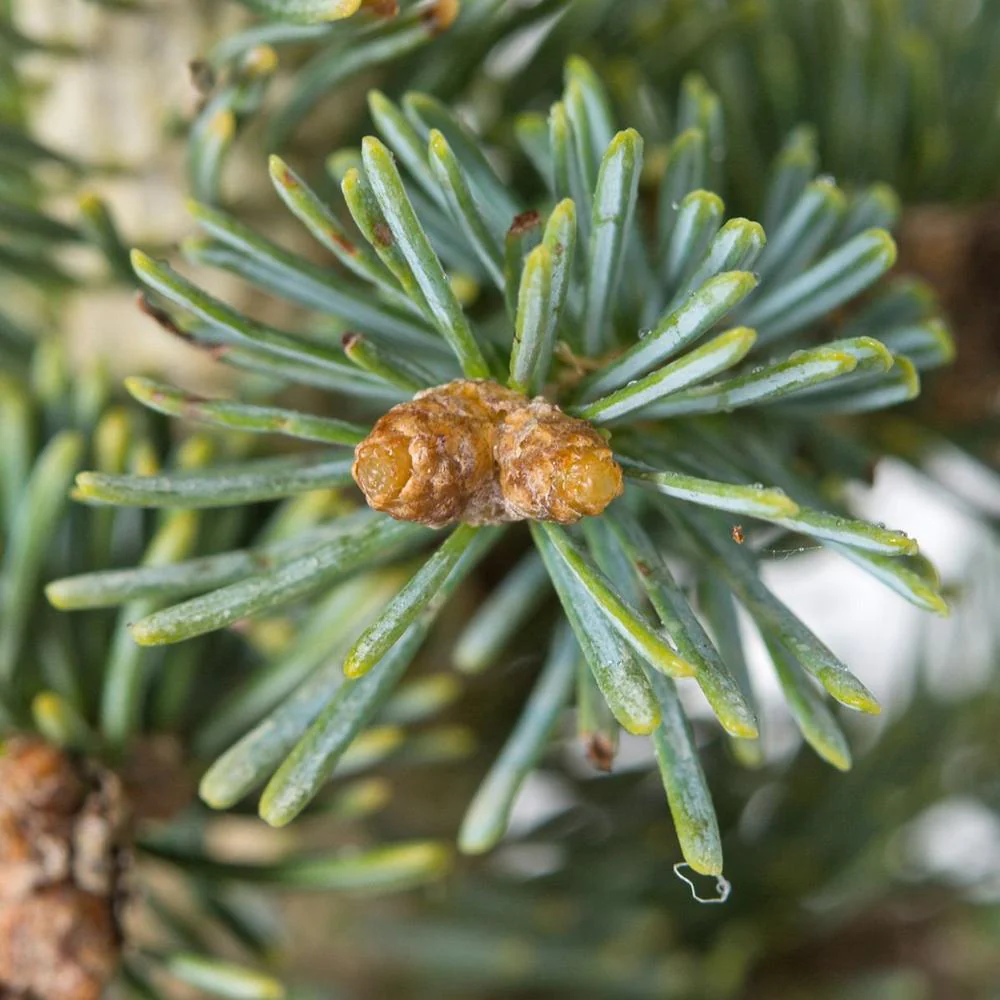 Brad de Arizona Pitic - Image 5