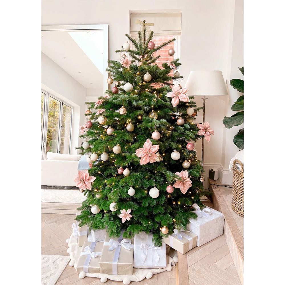 Brad de Craciun Nordmann (Abies Nordmanniana), brad vesnic verde, rezistent la ger, crestere moderata, Ideal pentru gradina sau craciun - Image 10