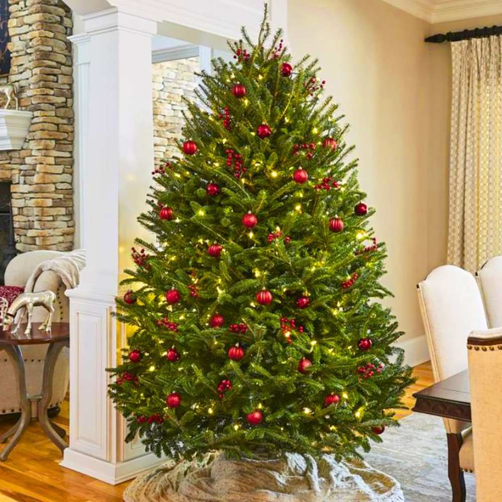 Brad de Craciun Nordmann (Abies Nordmanniana), brad vesnic verde, rezistent la ger, crestere moderata, Ideal pentru gradina sau craciun - Image 11