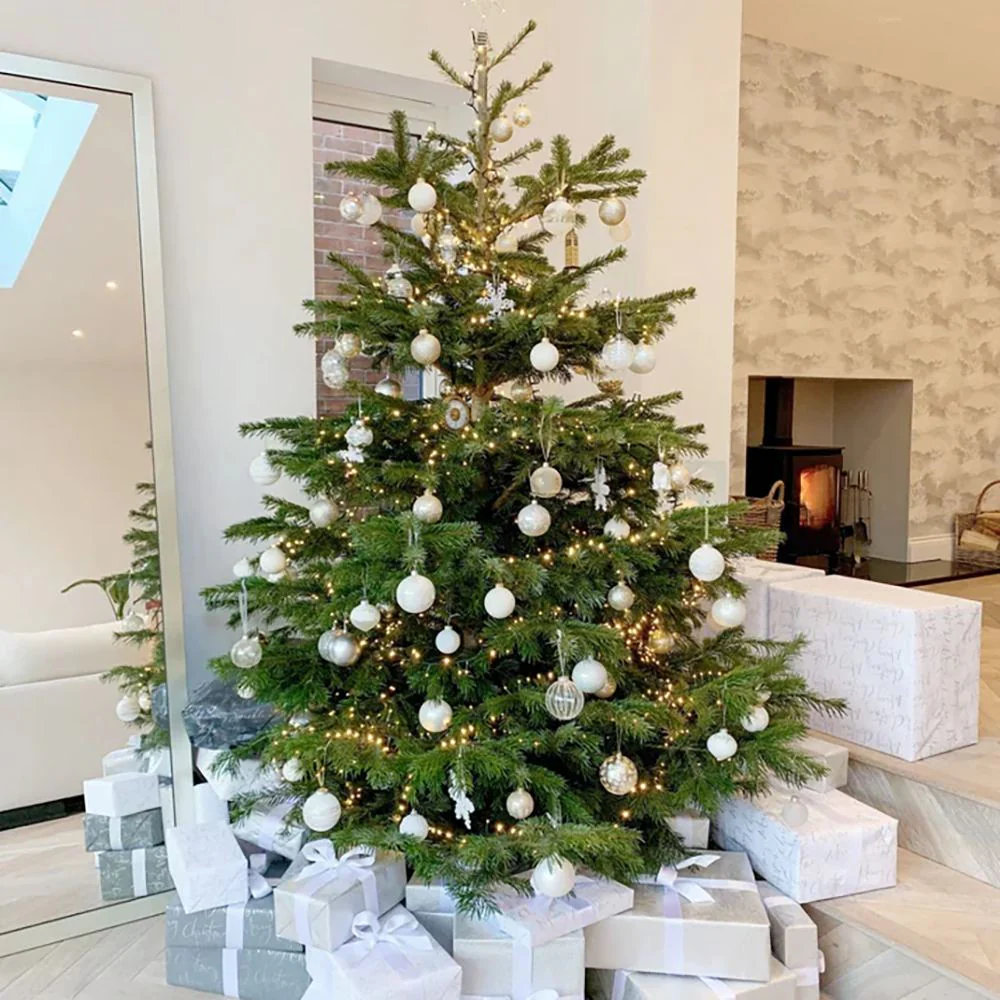 Brad de Craciun Nordmann (Abies Nordmanniana), brad vesnic verde, rezistent la ger, crestere moderata, Ideal pentru gradina sau craciun - Image 12