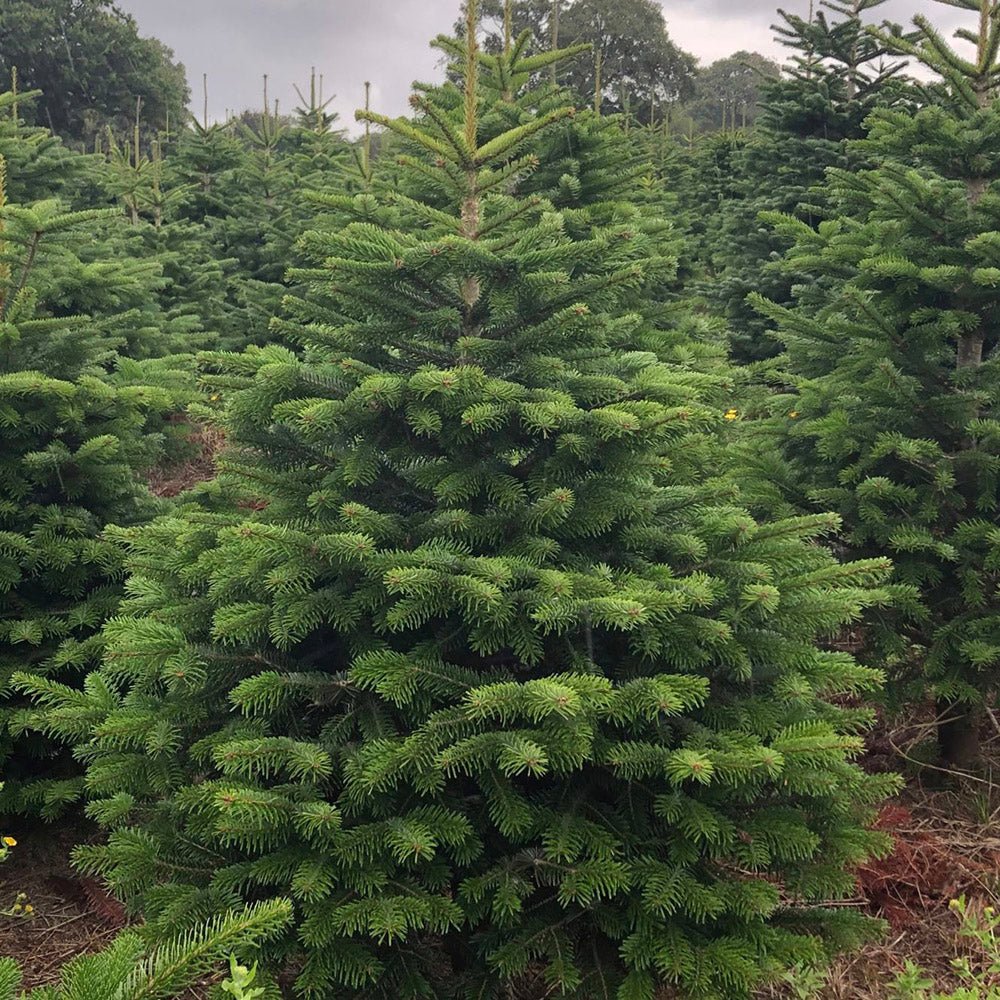 Brad de Craciun Nordmann (Abies Nordmanniana), brad vesnic verde, rezistent la ger, crestere moderata, Ideal pentru gradina sau craciun - Image 4