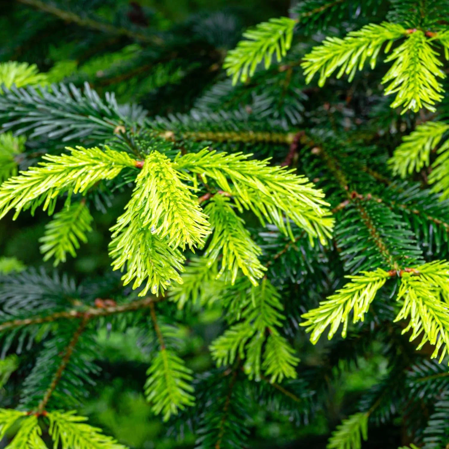 Brad de Craciun Nordmann (Abies Nordmanniana), brad vesnic verde, rezistent la ger, crestere moderata, Ideal pentru gradina sau craciun - Image 6