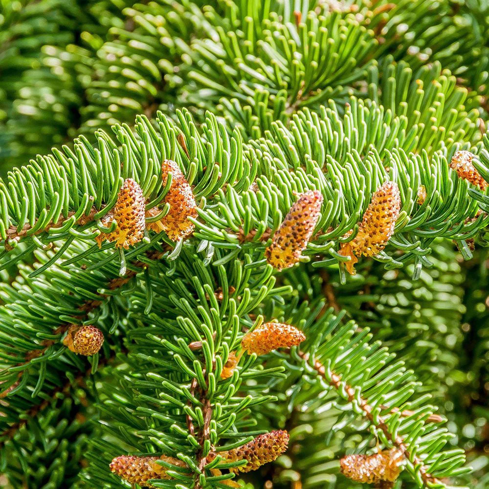 Brad de Craciun Nordmann (Abies Nordmanniana), brad vesnic verde, rezistent la ger, crestere moderata, Ideal pentru gradina sau craciun - Image 7