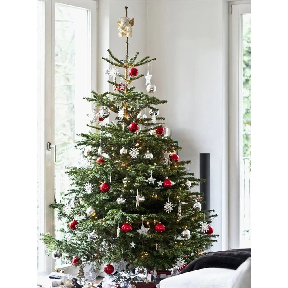 Brad de Craciun Nordmann (Abies Nordmanniana), brad vesnic verde, rezistent la ger, crestere moderata, Ideal pentru gradina sau craciun - Image 8