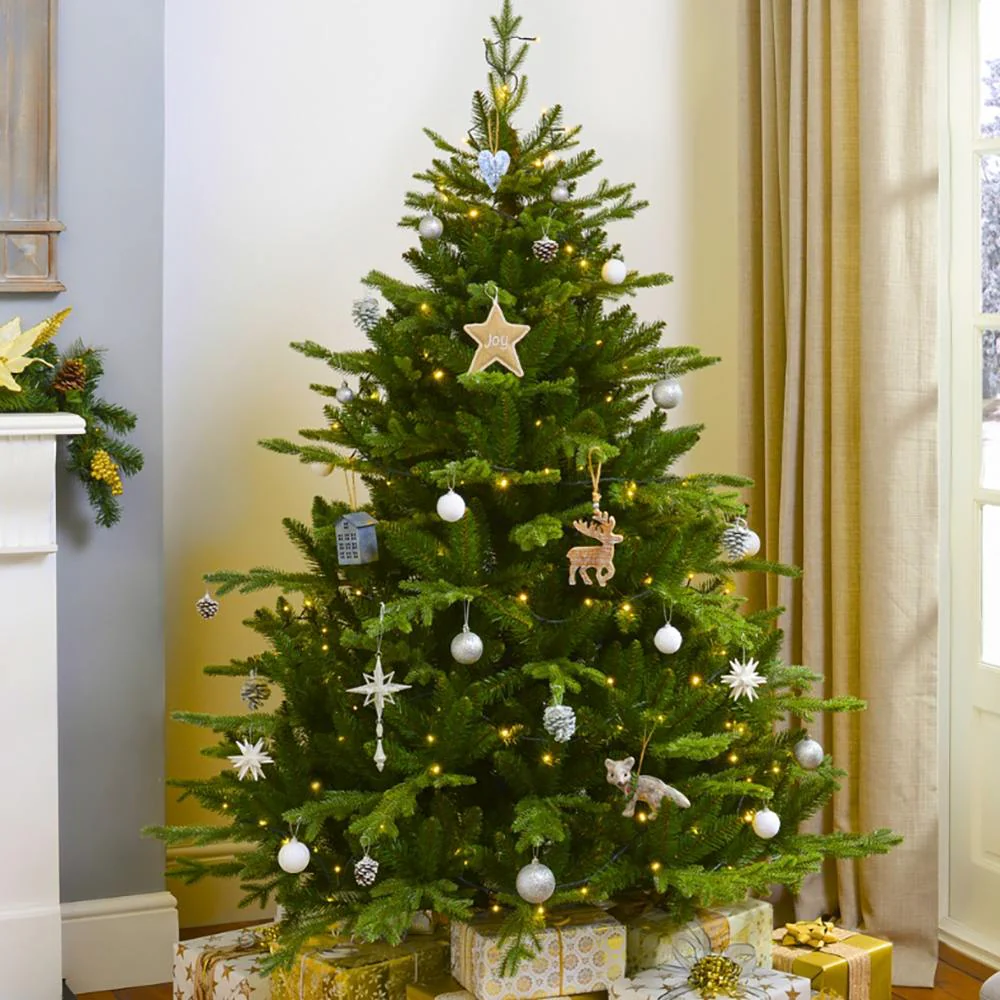 Brad de Craciun Nordmann (Abies Nordmanniana), brad vesnic verde, rezistent la ger, crestere moderata, Ideal pentru gradina sau craciun - Image 9