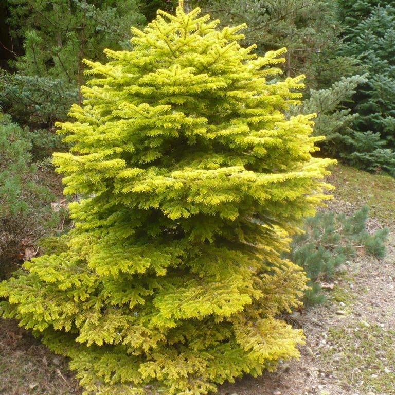 Brad Nordmann  Auriu Golden Spreader (Abies Nordmanniana aurea) - Image 3
