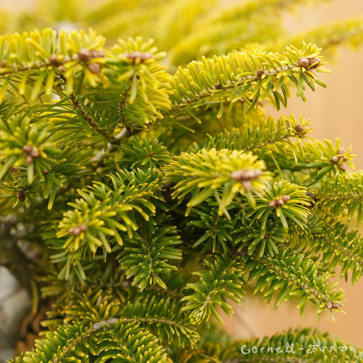 Brad Nordmann  Auriu Golden Spreader (Abies Nordmanniana aurea) - Image 4