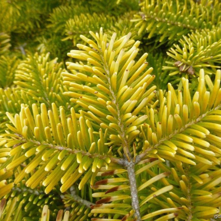 Brad Nordmann  Auriu Golden Spreader (Abies Nordmanniana aurea) - Image 5