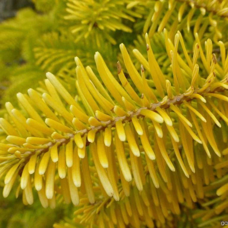 Brad Nordmann  Auriu Golden Spreader (Abies Nordmanniana aurea) - Image 6