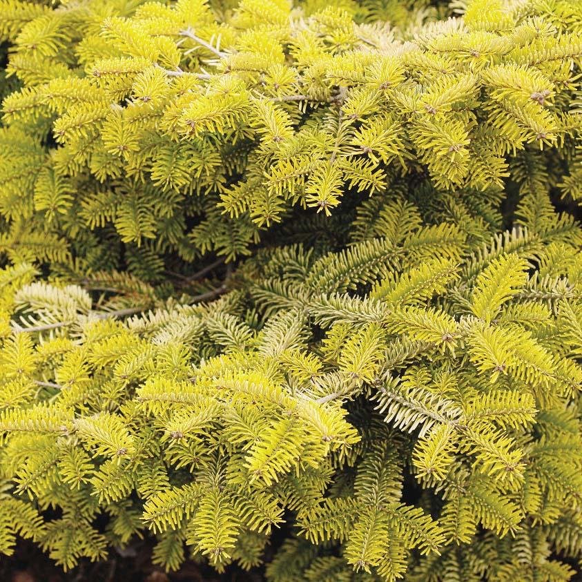 Brad Nordmann  Auriu Golden Spreader (Abies Nordmanniana aurea) - Image 7