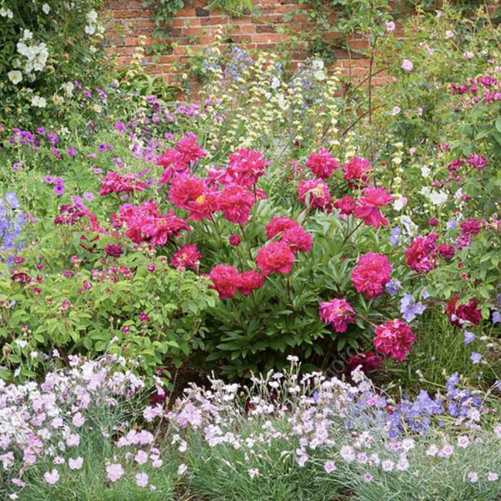 Bujor arbustiv nobil Adolphe Rousseau, cu flori rosii - Image 10