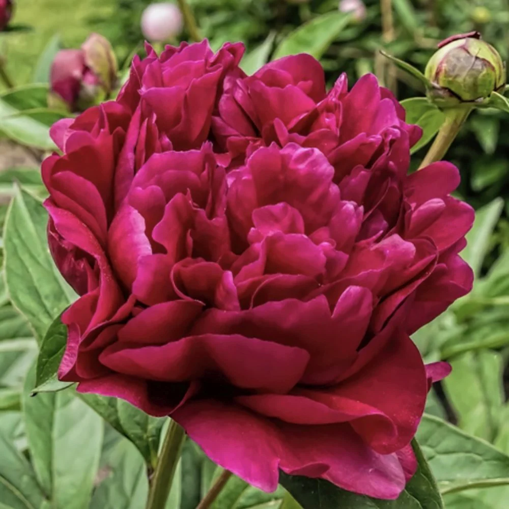 Bujor arbustiv nobil Adolphe Rousseau, cu flori rosii - Image 5