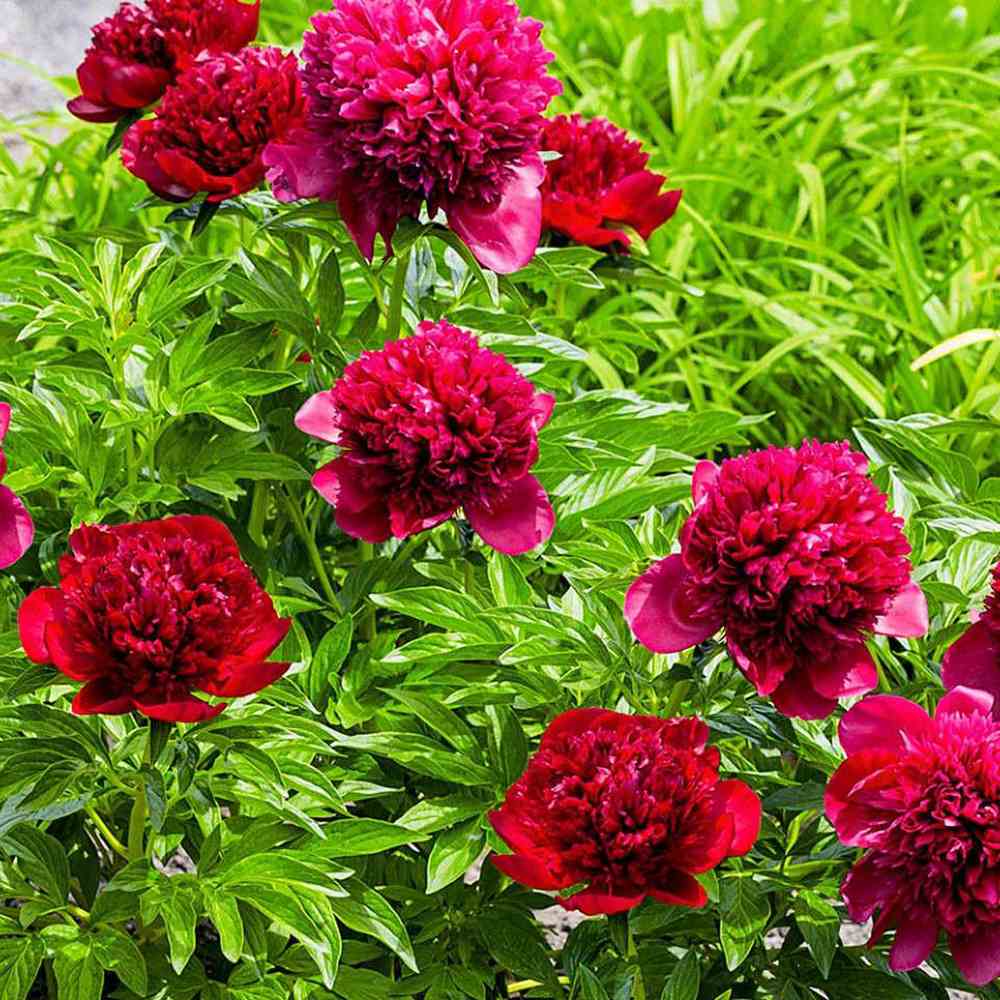 Bujor arbustiv nobil Adolphe Rousseau, cu flori rosii - Image 7